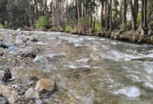 Solo dos ríos de Cuenca están en estado normal, dos en estado bajo en medio de la sequía hidrológica.