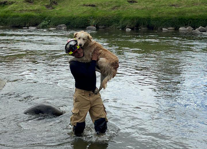 El perrito fue rescatado por uno de los bomberos que llegó a lugar.